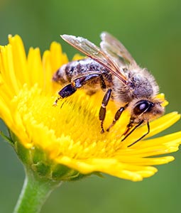 Biodiversité